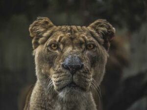 Boubou sur mesure — Test Cycle QA